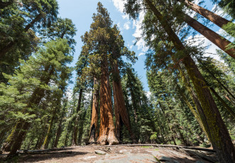 Картинка giant+sequoia природа лес национальный парк дерево giant sequoia