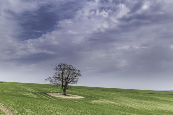 Картинка природа деревья поле пейзаж дерево холм