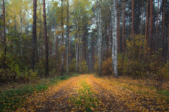 Картинка природа дороги тракт