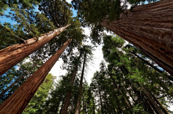 Картинка giant+sequoia природа деревья лес национальный парк дерево giant sequoia