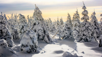 Картинка природа зима снег