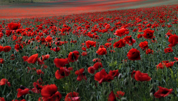 Картинка природа поля цветы