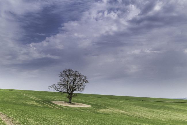 Обои картинки фото природа, деревья, поле, пейзаж, дерево, холм