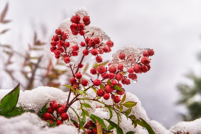 Обои картинки фото природа, Ягоды, куст