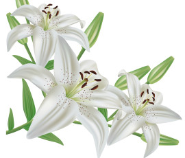 Картинка векторная+графика цветы+ flowers лепестки фон цветы