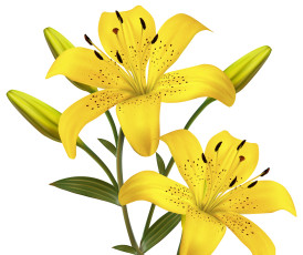 Картинка векторная+графика цветы+ flowers лепестки фон цветы