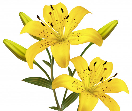 Обои картинки фото векторная графика, цветы , flowers, лепестки, фон, цветы