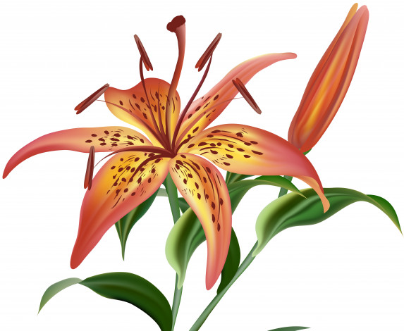 Обои картинки фото векторная графика, цветы , flowers, цветы, фон, лепестки