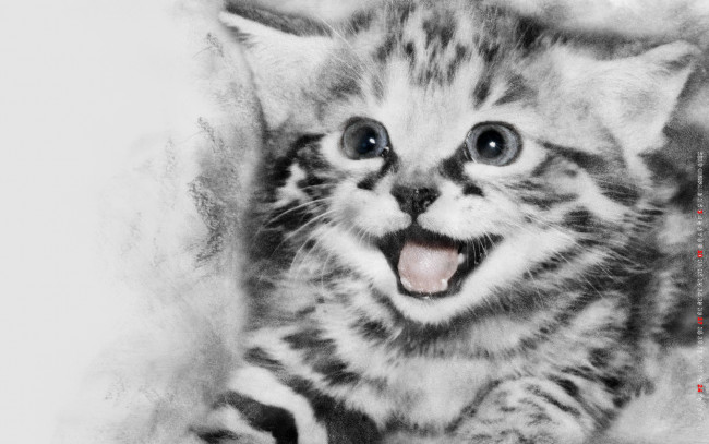 Обои картинки фото календари, компьютерный дизайн, кошка