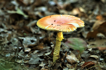 Картинка природа грибы гриб