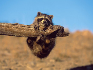 Картинка животные еноты енот сук