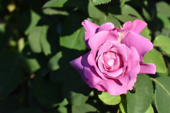 Картинка цветы розы макро