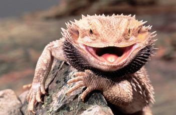 Картинка животные ящерицы +игуаны +вараны ящерица камень