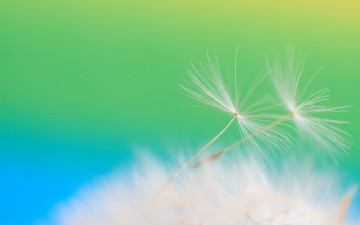 Картинка цветы одуванчики одуванчик макро