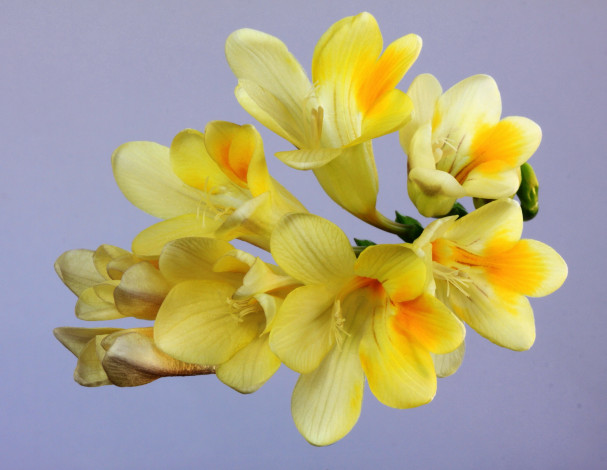 Обои картинки фото цветы, фрезия, макро