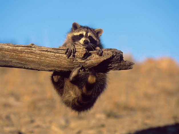 Обои картинки фото животные, еноты, енот, сук