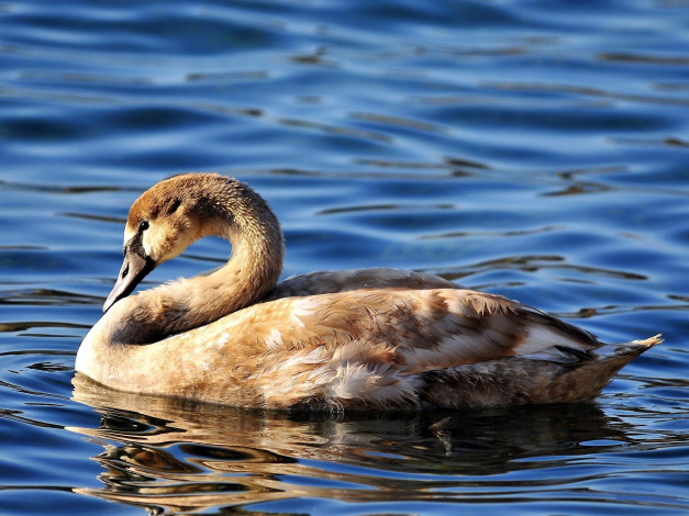 Обои картинки фото животные, лебеди, лебедь, озеро