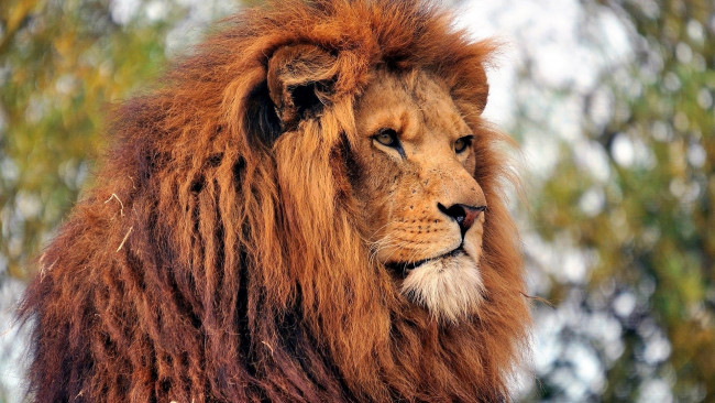 Обои картинки фото животные, львы, лев, голова, грива