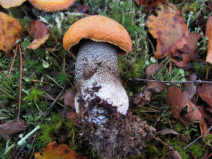 Картинка еда грибы +грибные+блюда подосиновик