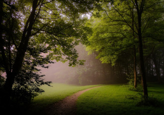 Картинка природа лес деревья парк поляна