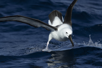 обоя животные, чайки,  бакланы,  крачки, чайка