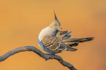 обоя животные, голуби, птица