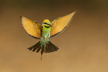 обоя животные, щурки , пчелоеды, птица