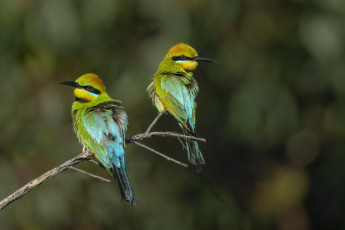 обоя животные, щурки , пчелоеды, птицы