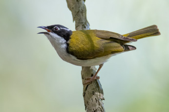 Картинка животные птицы птица