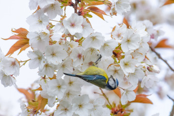 Картинка животные синицы +лазоревки птица