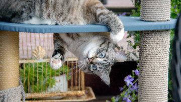 Картинка кино+фильмы till+the+end+of+the+moon светлый пепел луны ли сусу е сеу