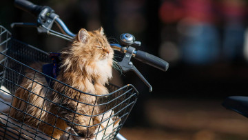 Картинка животные коты кот кошка