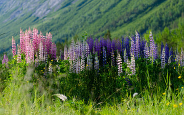 обоя цветы, люпин, луг, разноцветный