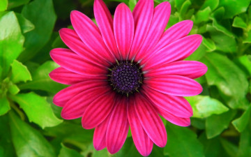 обоя цветы, остеоспермумы, африканская, ромашка