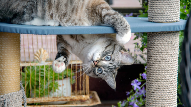 Обои картинки фото кино фильмы, till the end of the moon, светлый, пепел, луны, ли, сусу, е, сеу