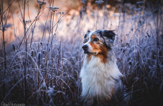 Обои картинки фото животные, собаки, собака