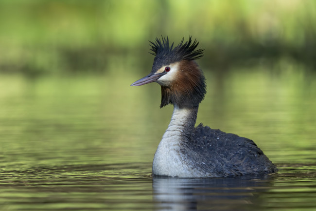 Обои картинки фото животные, чомги , поганки, птица