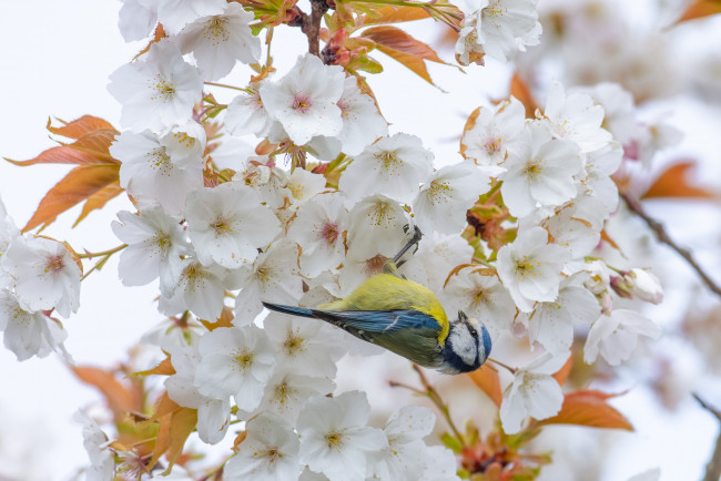Обои картинки фото животные, синицы,  лазоревки, птица