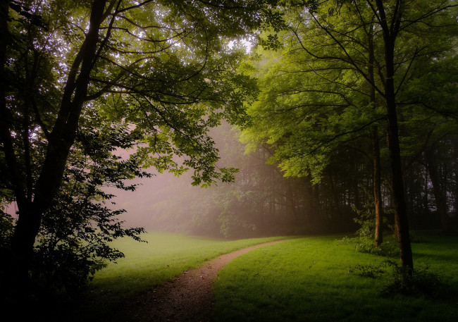 Обои картинки фото природа, лес, деревья, парк, поляна