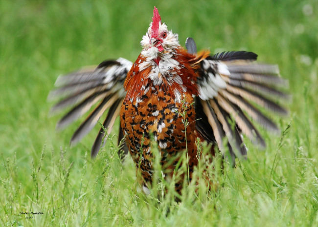 Обои картинки фото животные, куры,  петухи, петух