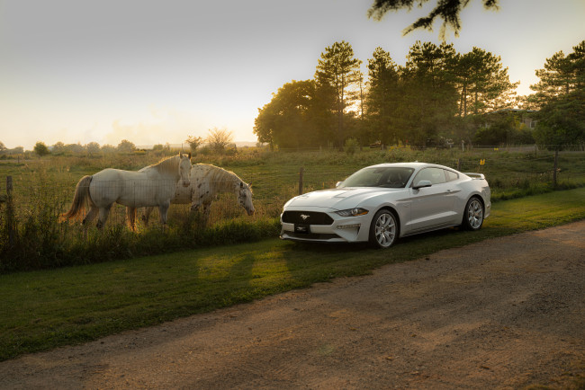 Обои картинки фото автомобили, mustang