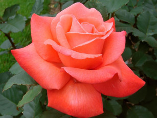 Картинка artistry rose still enjoying the beautiful autumn days цветы розы