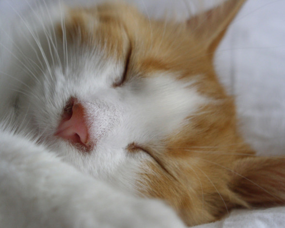 Обои картинки фото животные, коты