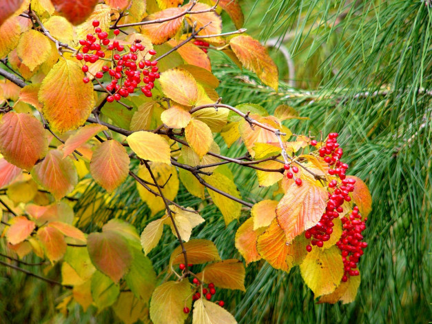 Обои картинки фото 