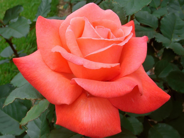 Обои картинки фото artistry, rose, still, enjoying, the, beautiful, autumn, days, цветы, розы