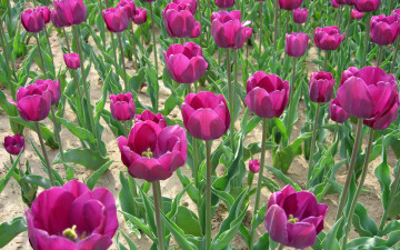 Картинка цветы тюльпаны