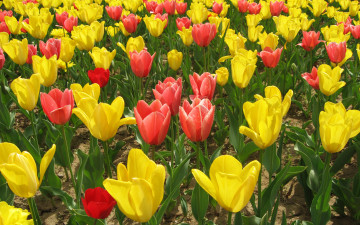 Картинка цветы тюльпаны