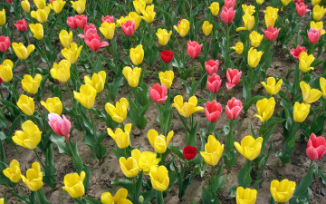 Картинка цветы тюльпаны