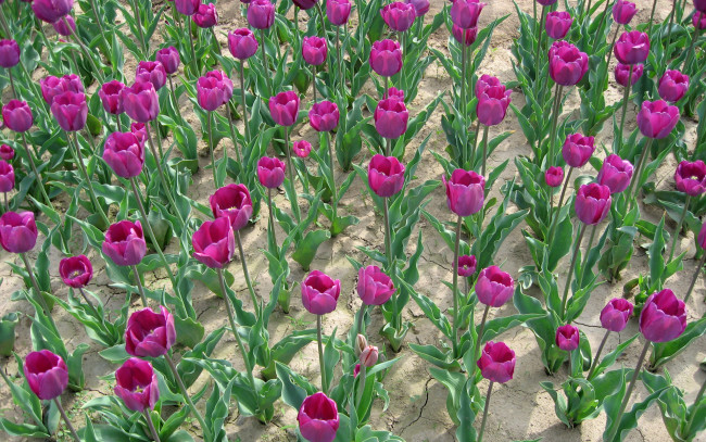 Обои картинки фото цветы, тюльпаны