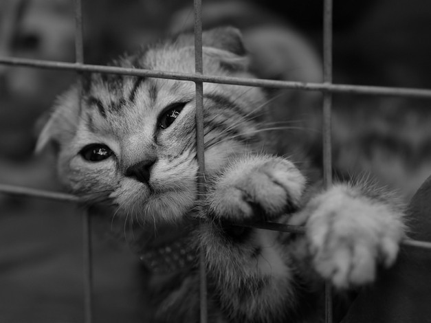 Обои картинки фото gelka, ***, животные, коты